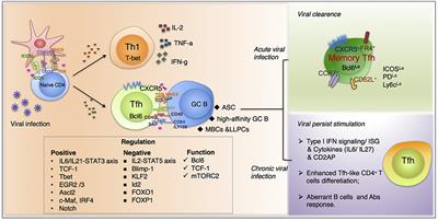 Molecular Basis of the Differentiation and Function of Virus Specific Follicular Helper CD4+ T Cells